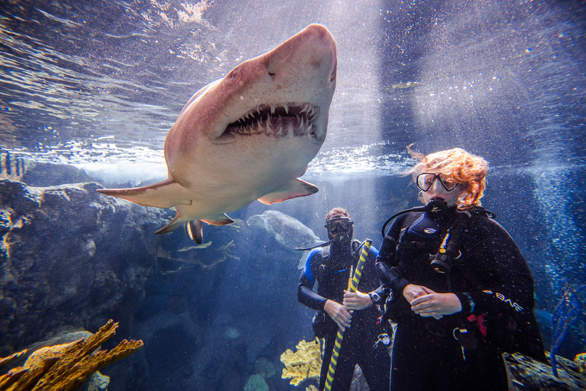 Discount coupons for tampa aquarium